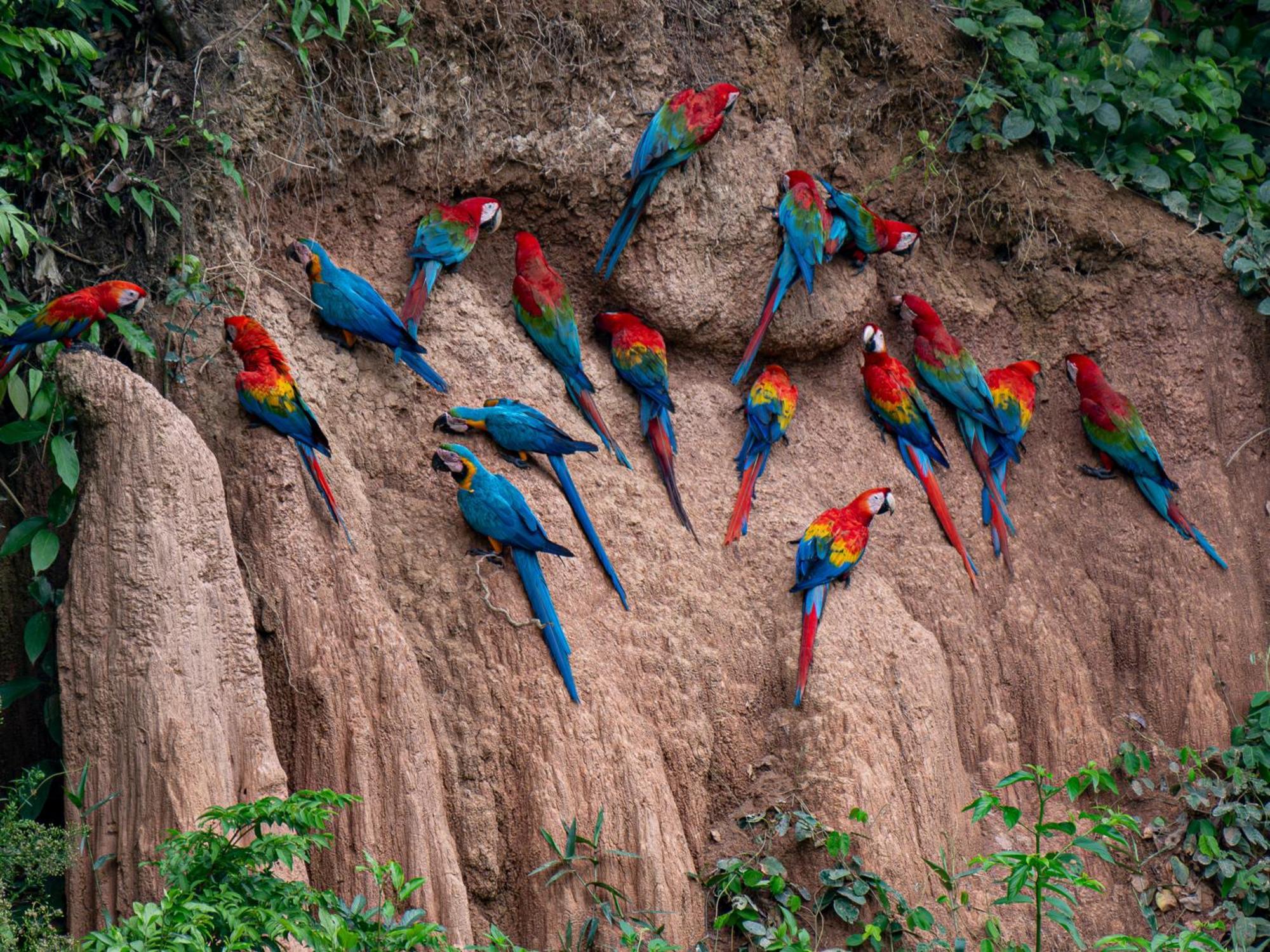 Refugio Amazonas Lodge Tambopata エクステリア 写真