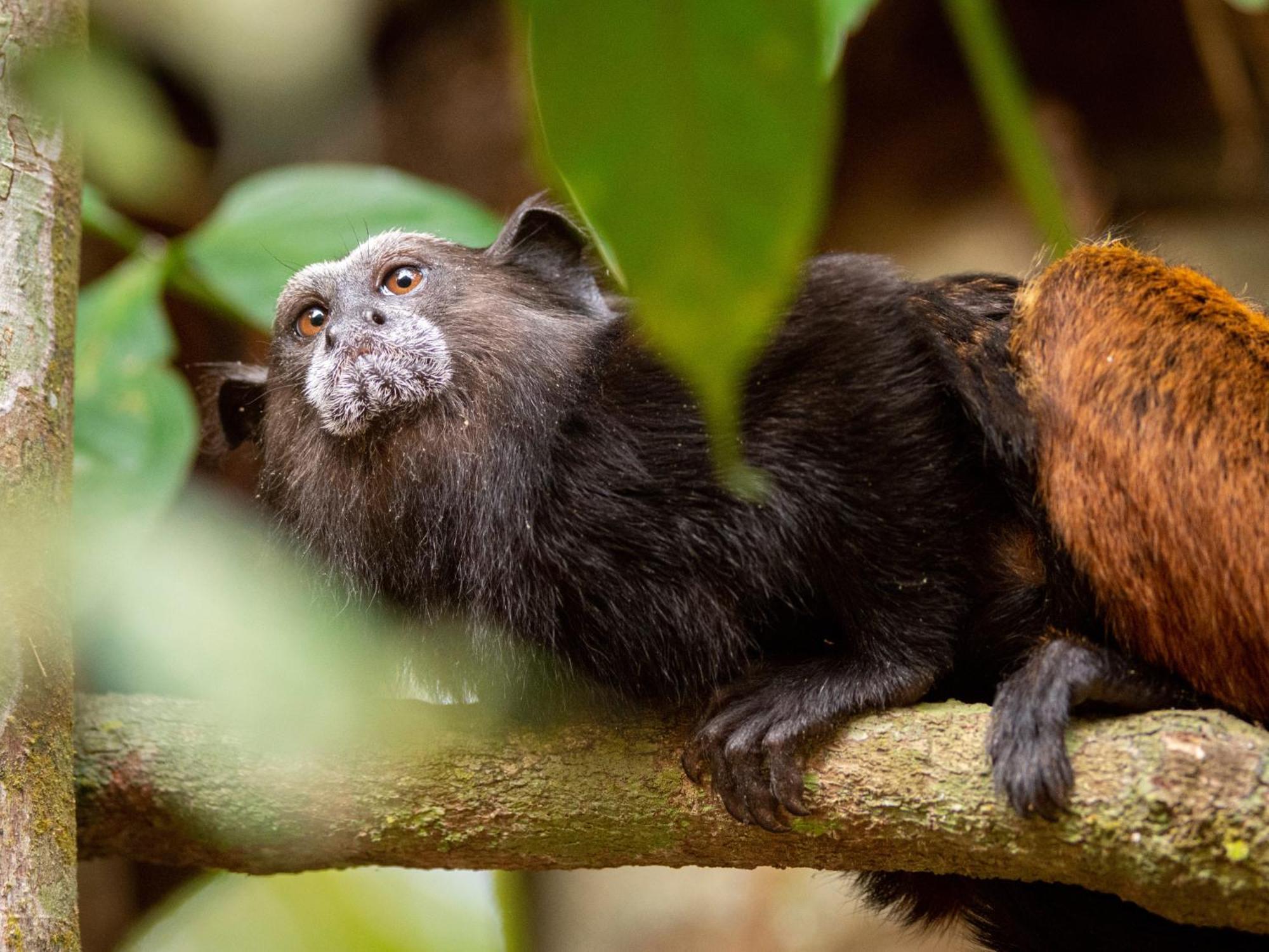 Refugio Amazonas Lodge Tambopata エクステリア 写真