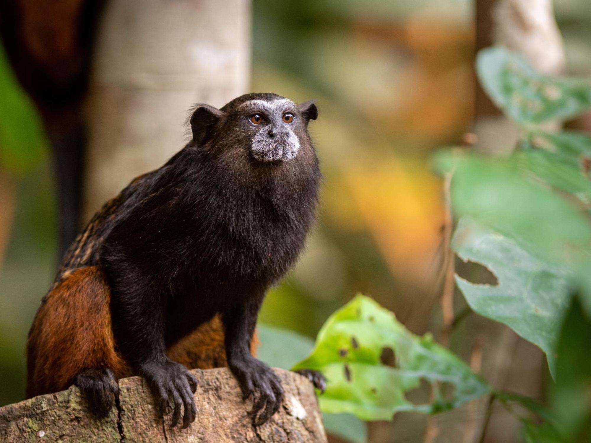 Refugio Amazonas Lodge Tambopata エクステリア 写真