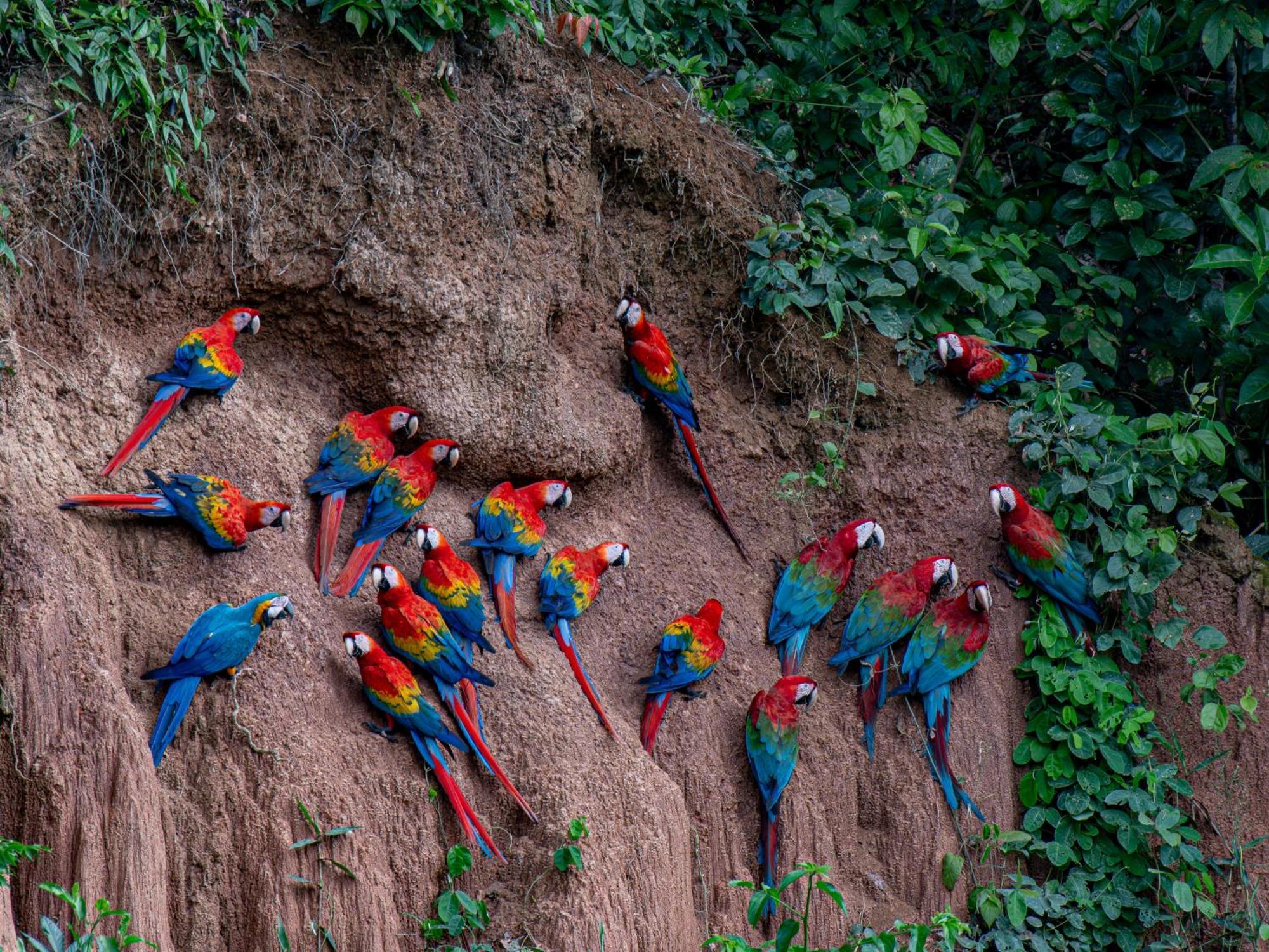 Refugio Amazonas Lodge Tambopata エクステリア 写真