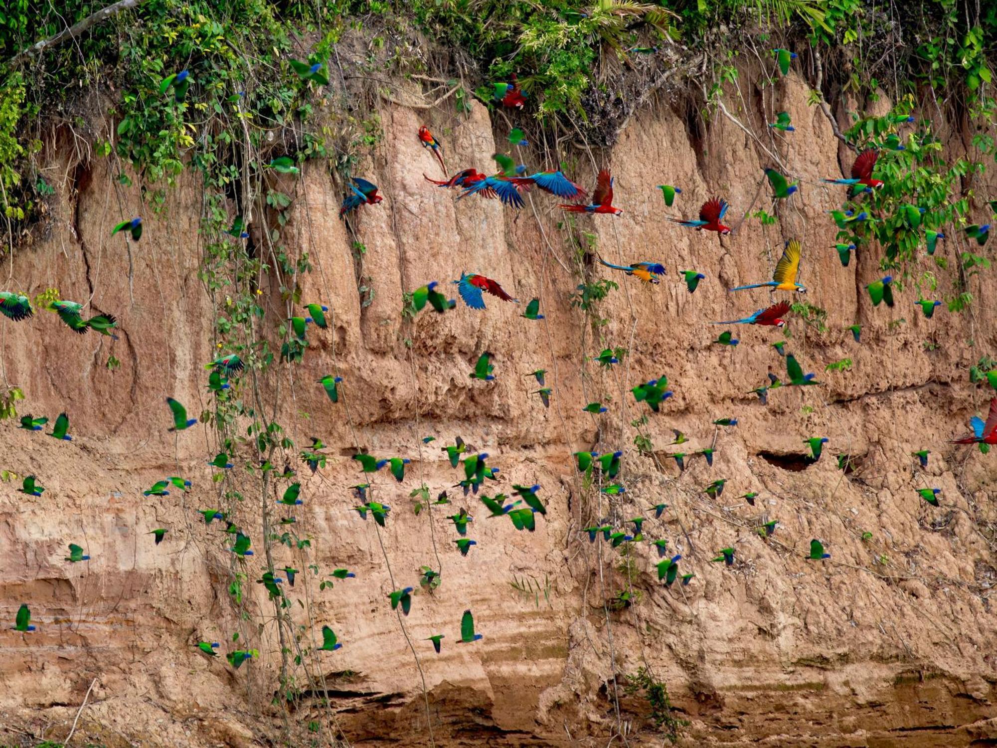 Refugio Amazonas Lodge Tambopata エクステリア 写真