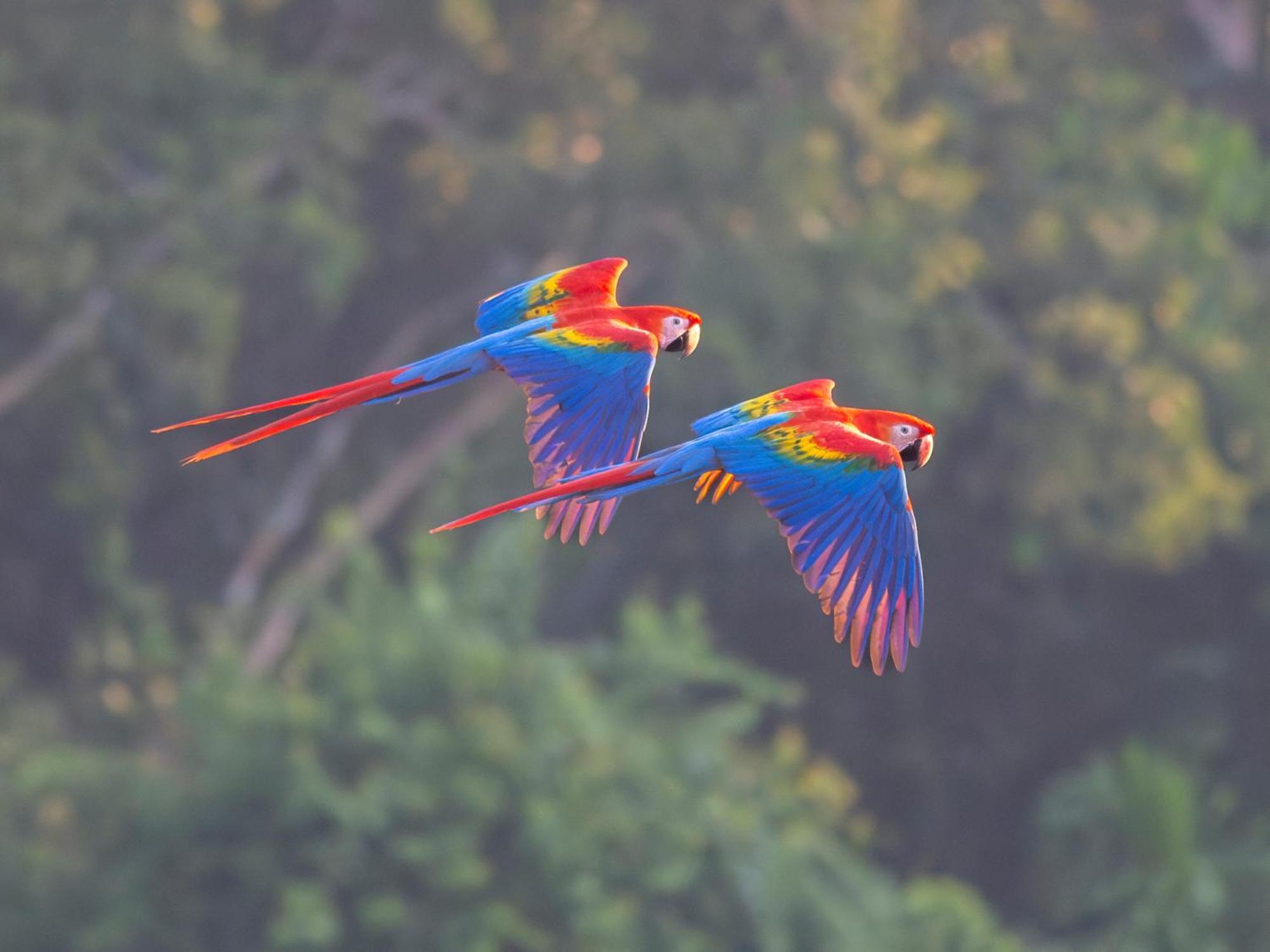 Refugio Amazonas Lodge Tambopata エクステリア 写真