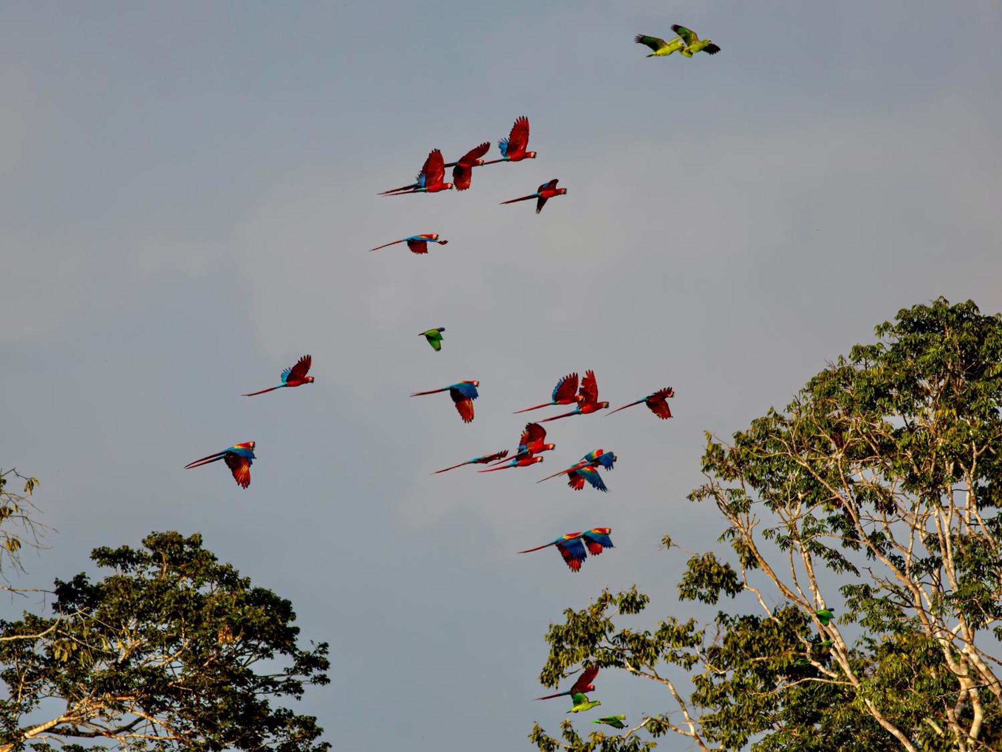 Refugio Amazonas Lodge Tambopata エクステリア 写真