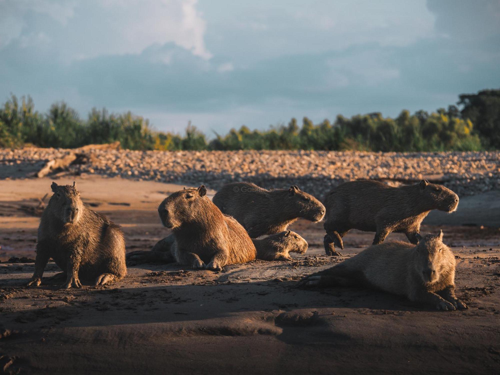Refugio Amazonas Lodge Tambopata エクステリア 写真