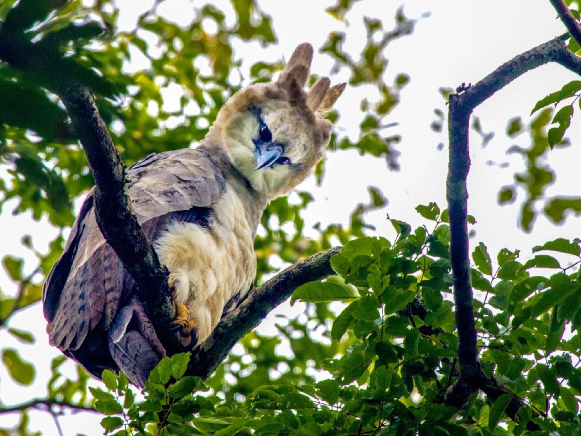 Refugio Amazonas Lodge Tambopata エクステリア 写真